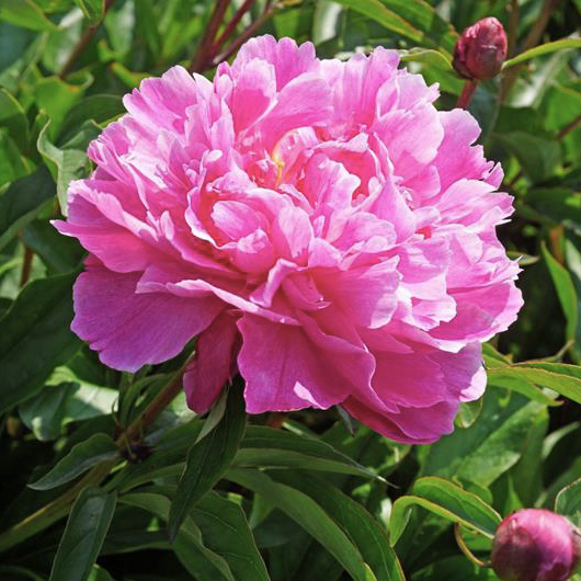 Peony Root-Bunker Hill