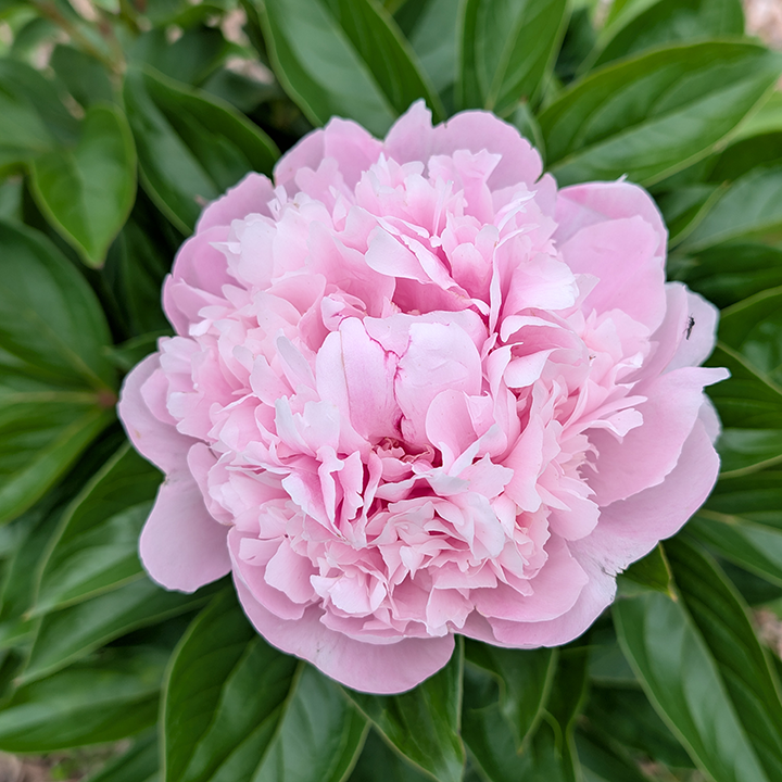 Peony Root-Chiffon Parfait