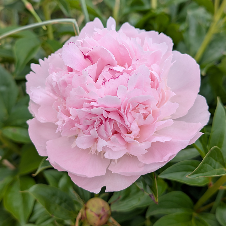 Peony Root-Chiffon Parfait