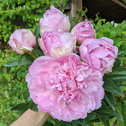 Peony Root-Dinner Plate