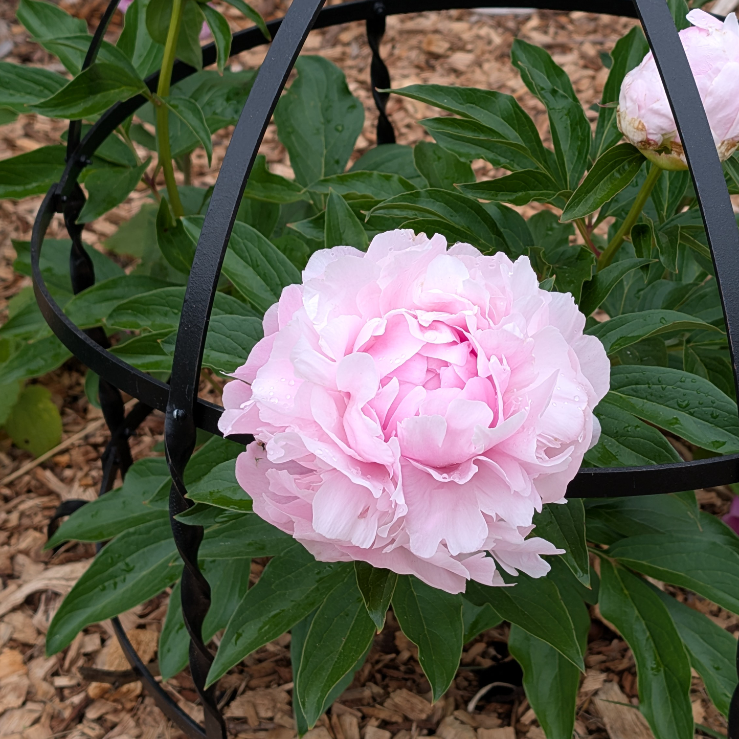 Peony Root-Dinner Plate