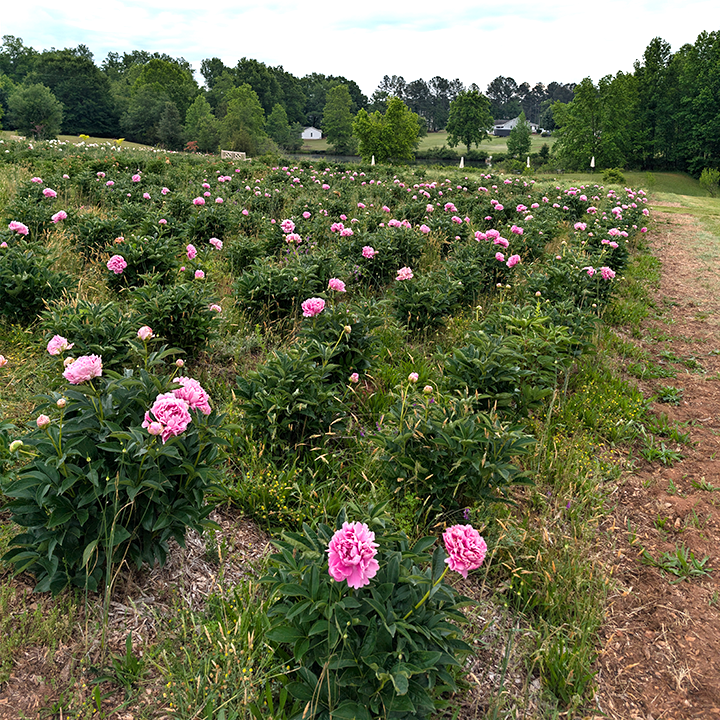 Peony Root-Jacorma
