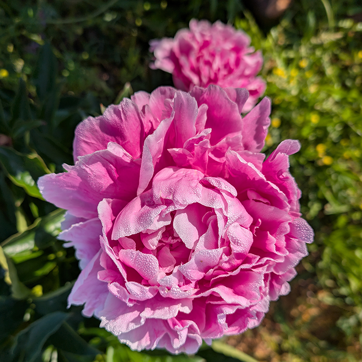 Peony Root-Jacorma