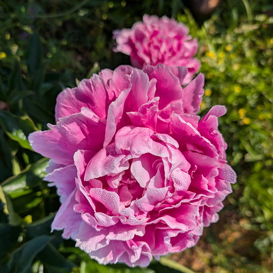 Peony Root-Jacorma