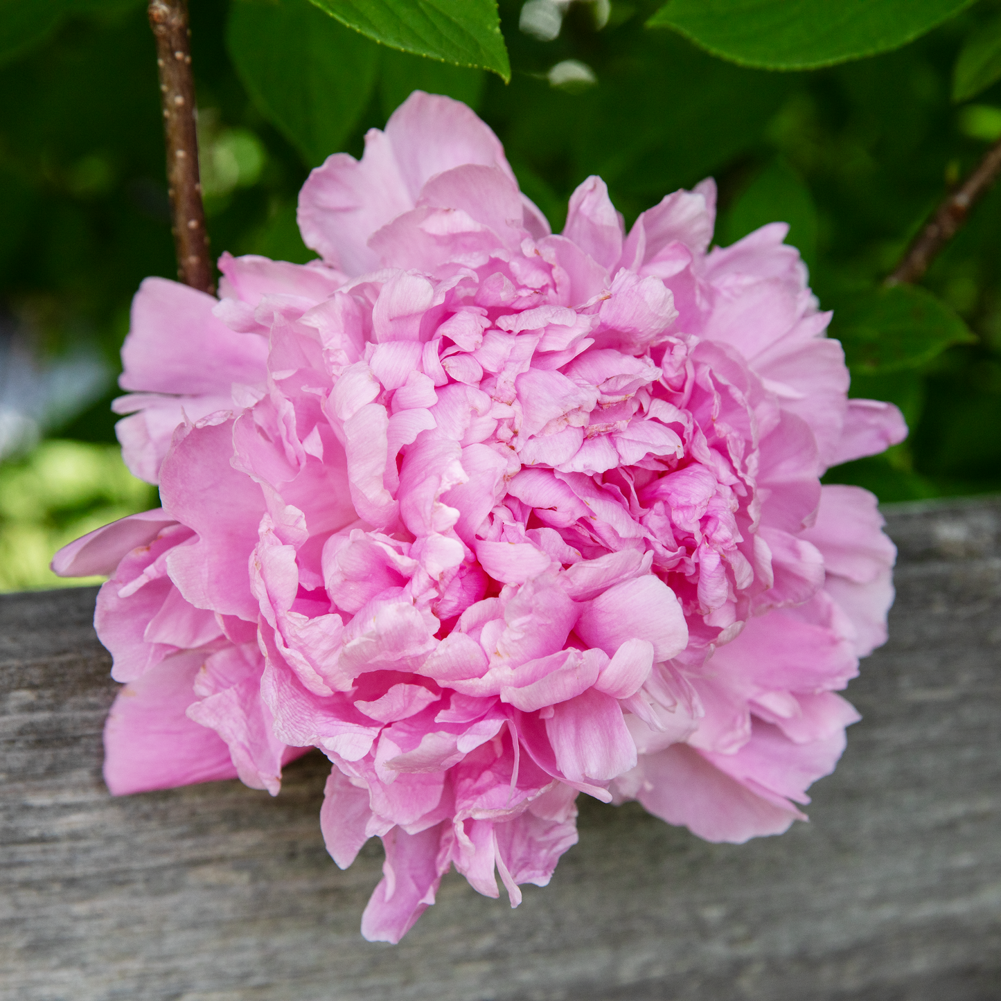 Peony Root-Jacorma