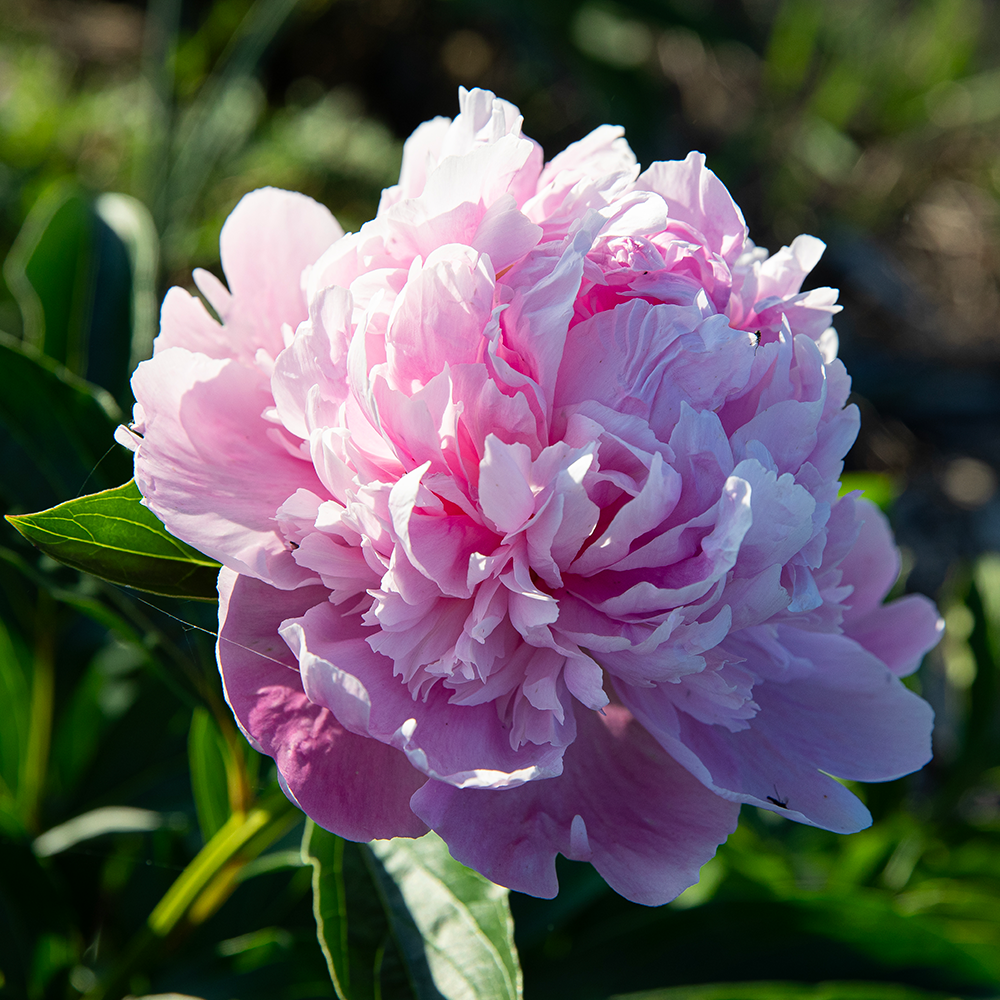 Peony Print--Medium Pink 5"x5"