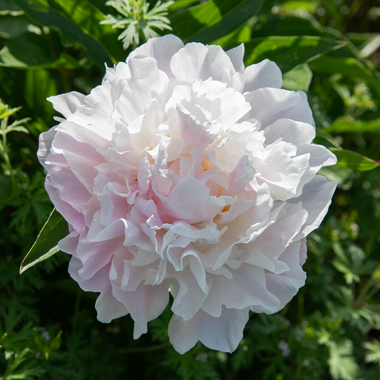 Peony Root-Catharina Fontijn