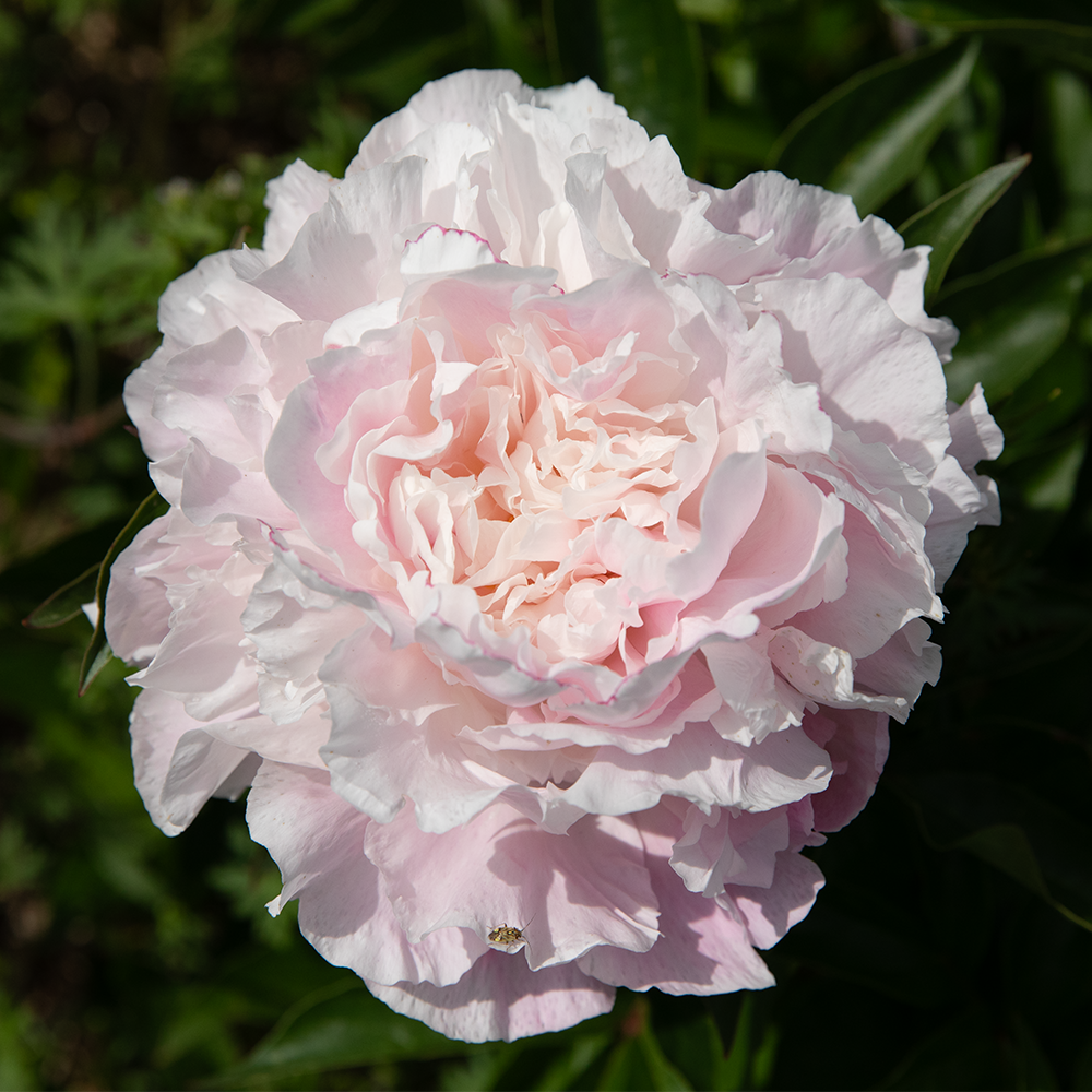 Peony Root-Catharina Fontijn