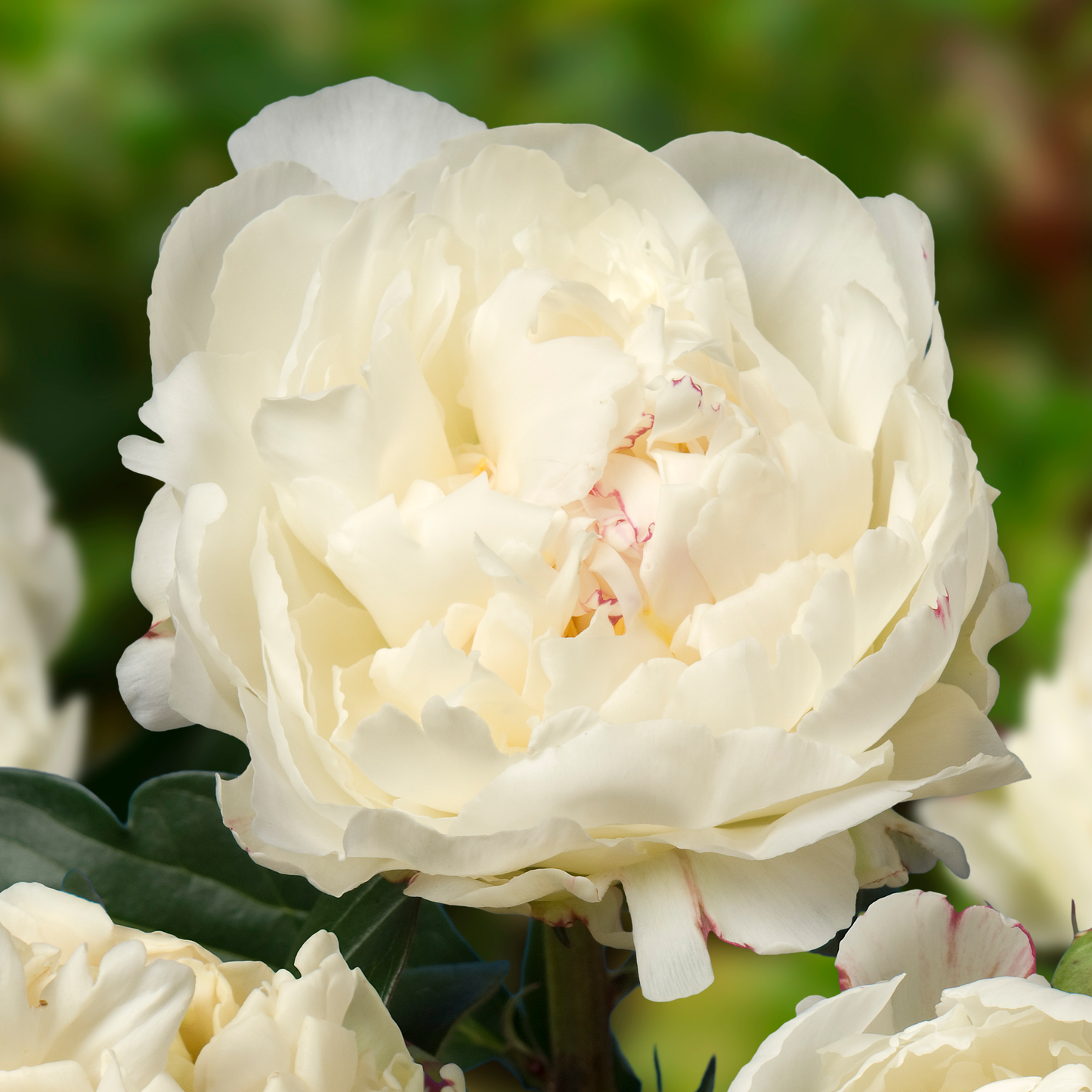Peony Root-Kelway's Glorious
