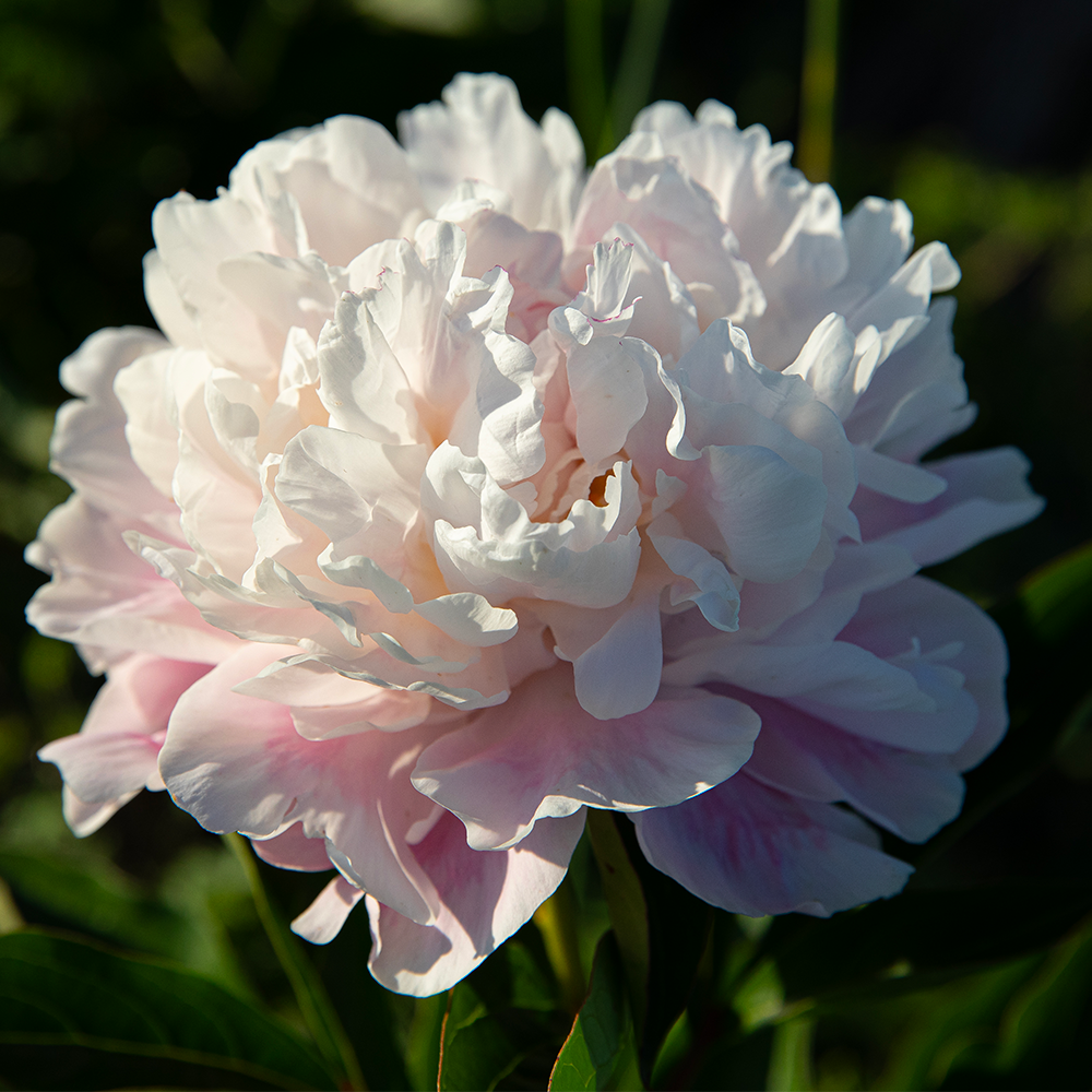 Peony Print--Blush Ruffles 5"x5"