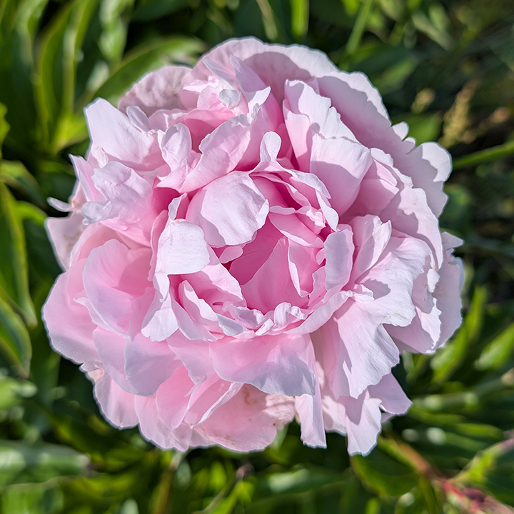 Peony Root-Lady Orchid