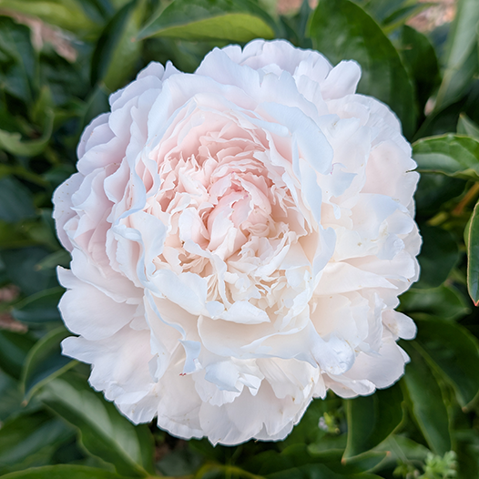 Peony Root--Moon River