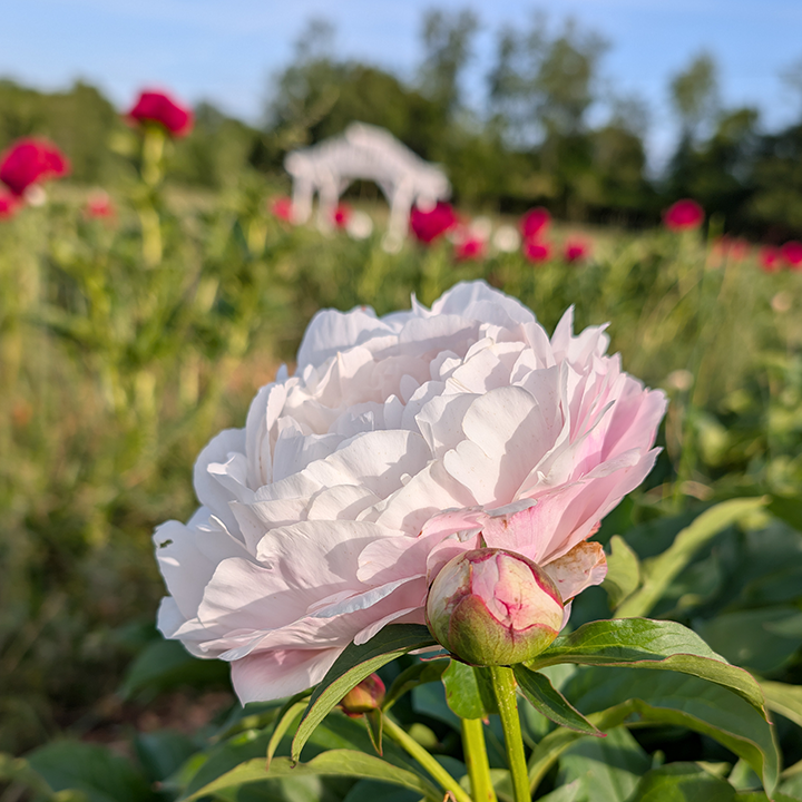 Peony Root-Nancy Nora