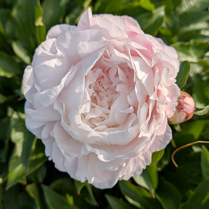 Peony Root-Nancy Nora