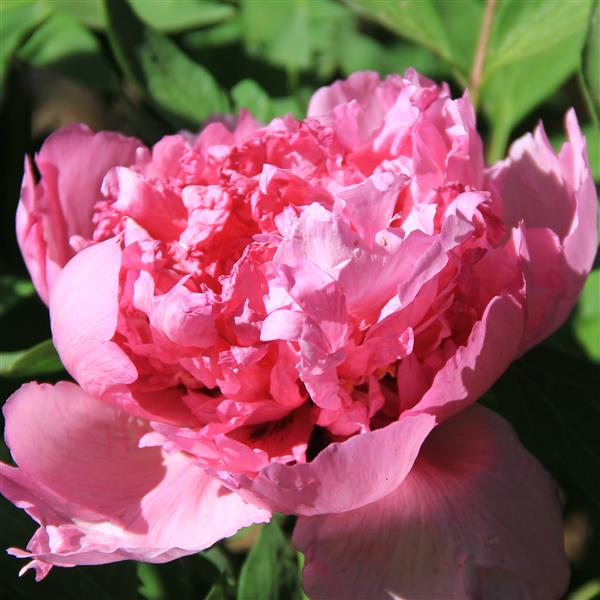 Tree Peony Root-Gentle Touch (Qian Zi Bai Tai)