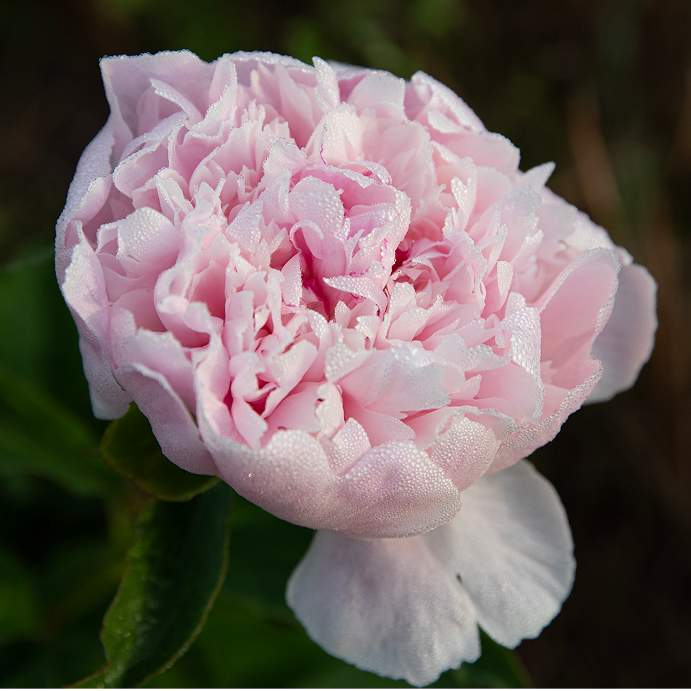 Peony Print--Sarah Pink 5"x5"