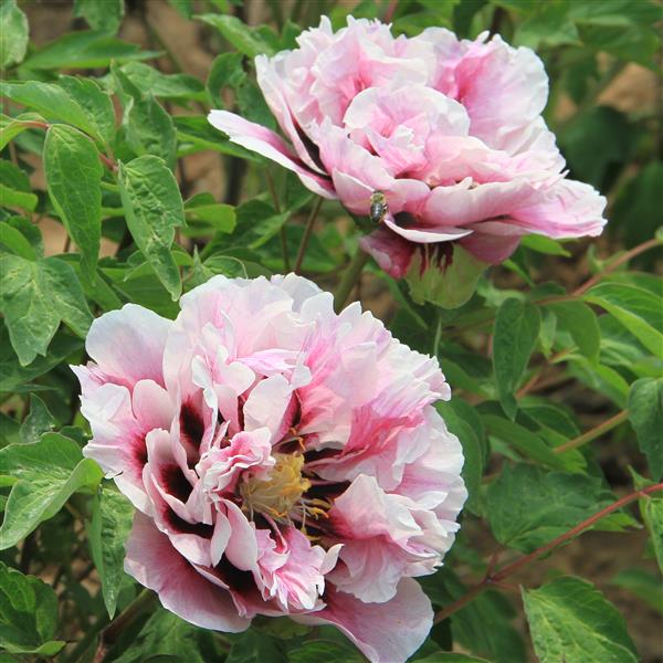 Tree Peony Root-Nightsky (Tao Hao Xiang Yu)