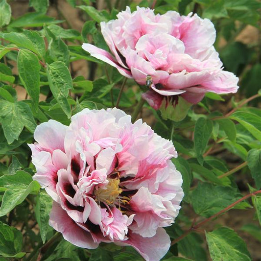 Tree Peony Root-Nightsky (Tao Hao Xiang Yu)