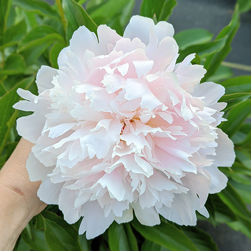 Peony Root-Alertie