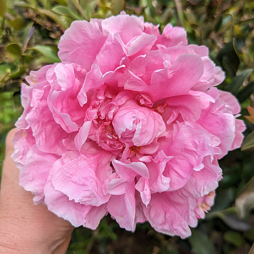 Peony Root-Dr. Alexander Fleming