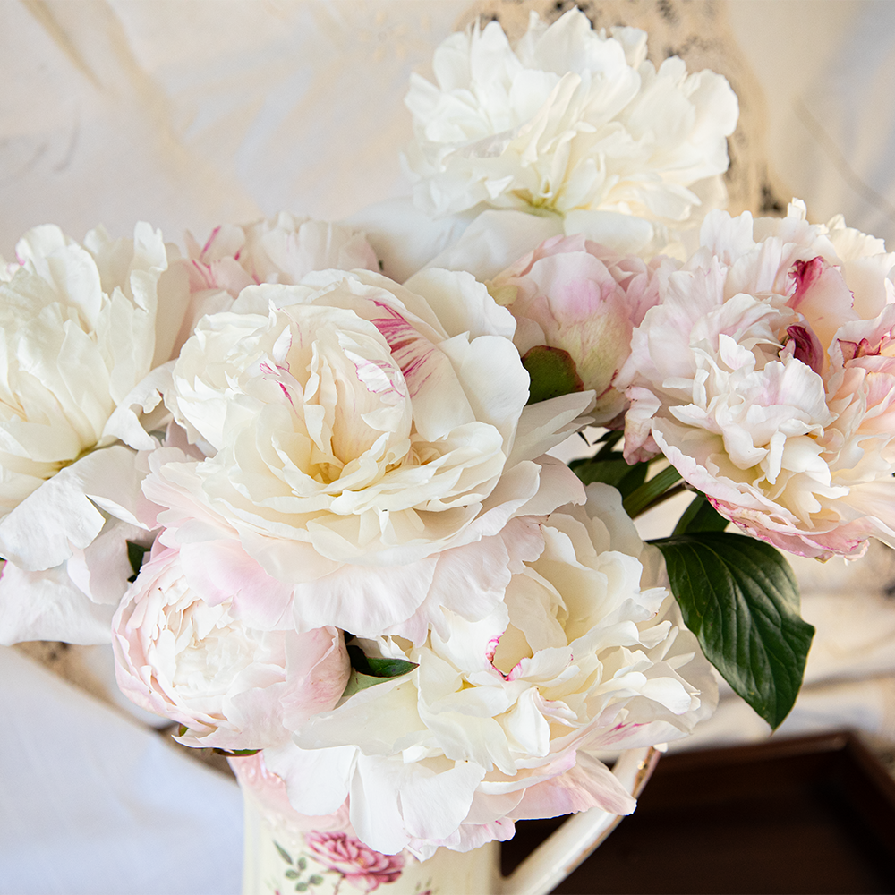 Peony Root-Moonstone