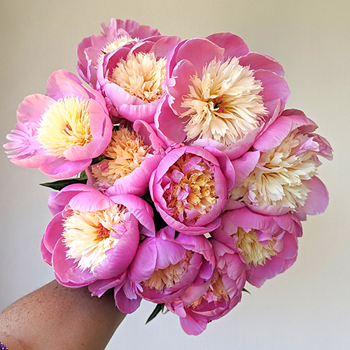 Peony Plant for Spring Pickup--Bowl of Beauty