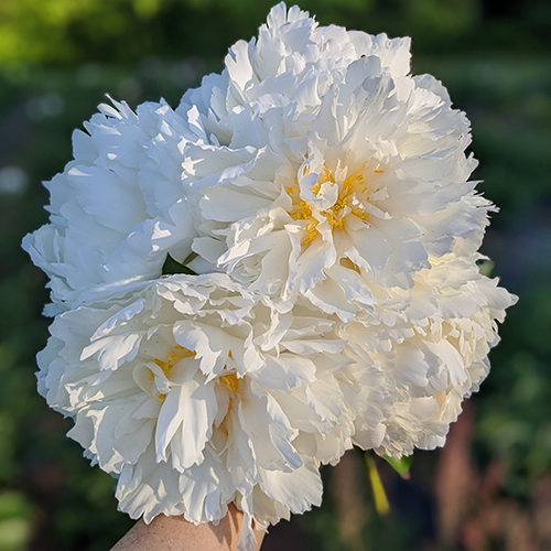 Peony Root-Bowl of Cream