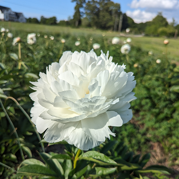 Peony Root-Bowl of Cream