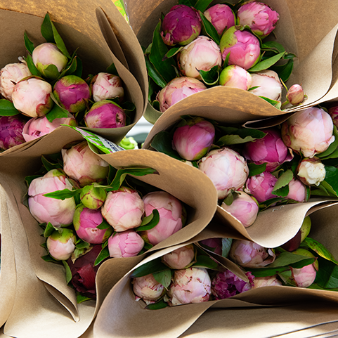 Peony Bunch--Shipped Nationwide