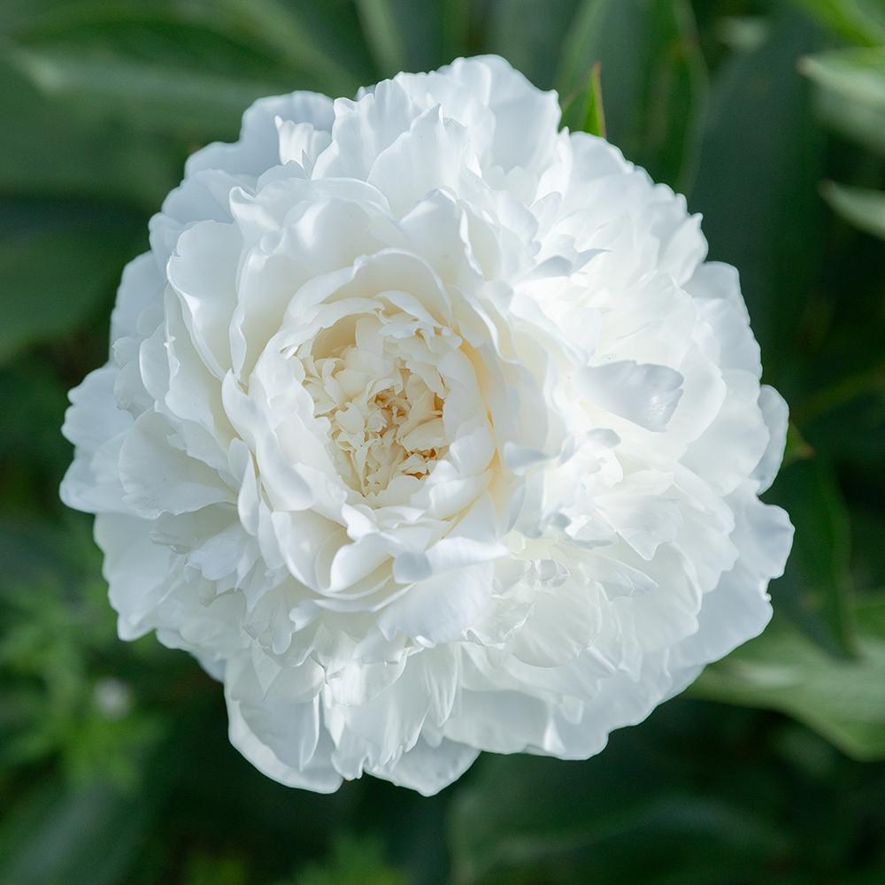 Peony Root-Madame Claude Tain