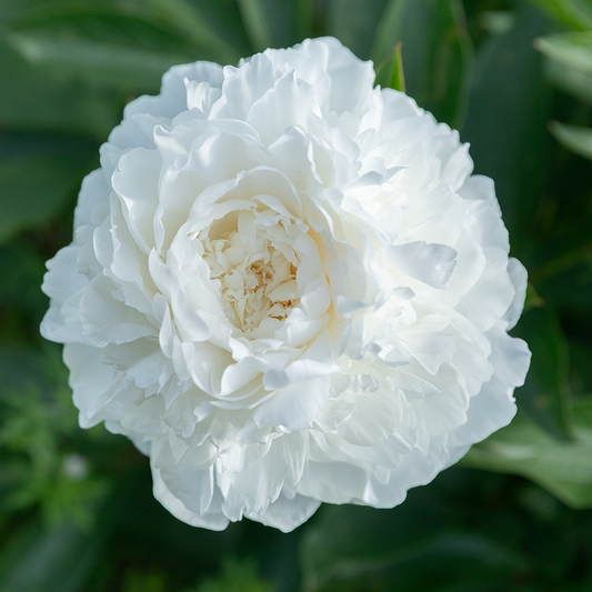 Peony Root-Madame Claude Tain