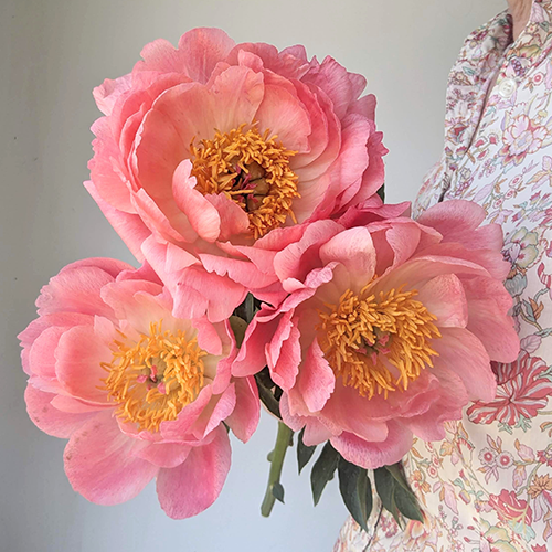 Peony Plant for Spring Pickup--Coral charm