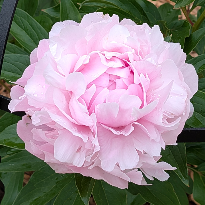 Peony Root-Dinner Plate