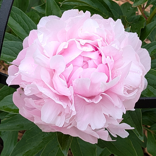 Peony Root-Dinner Plate