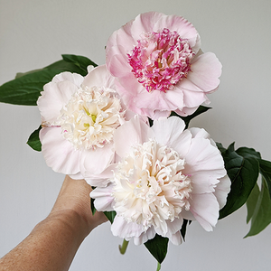 Peony Plant for Spring Pickup--Do Tell