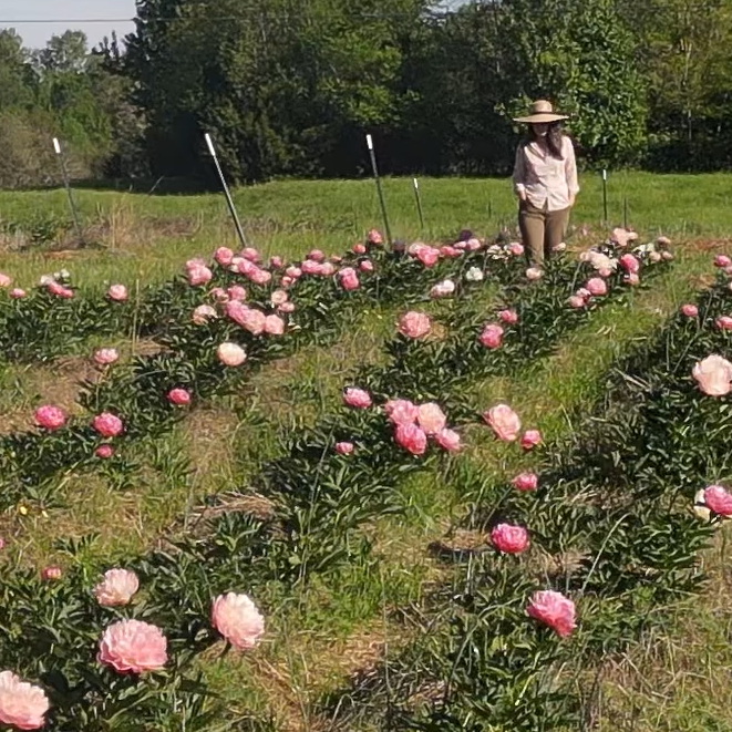 Peony Day Tickets-Per Car