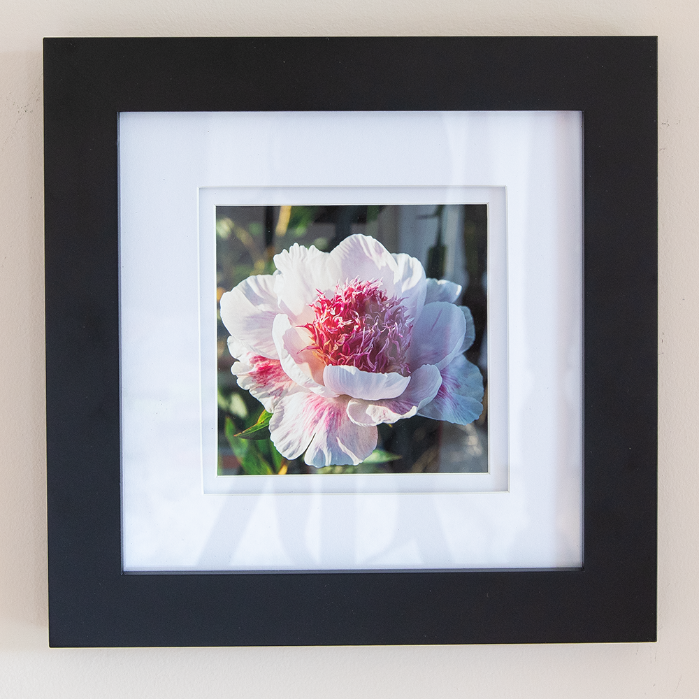 Peony Print--Do Tell 5"x5"