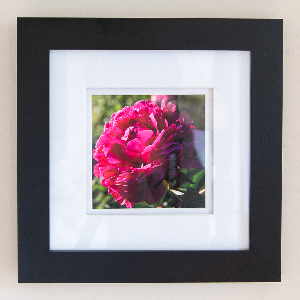 Peony Print--Magenta 5"x5"