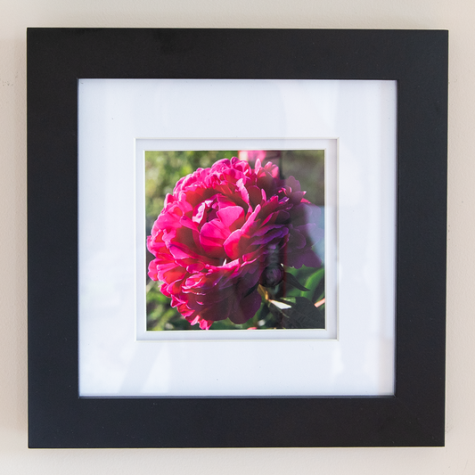 Peony Print--Magenta 5"x5"