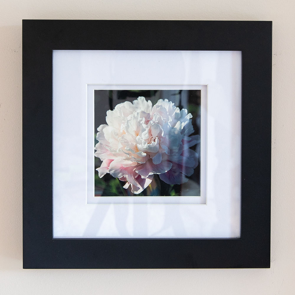 Peony Print--Blush Ruffles 5"x5"