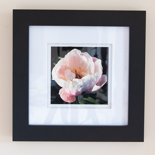 Peony Print--Open Pink 5"x5"