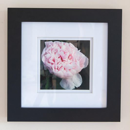 Peony Print--Sarah Pink 5"x5"