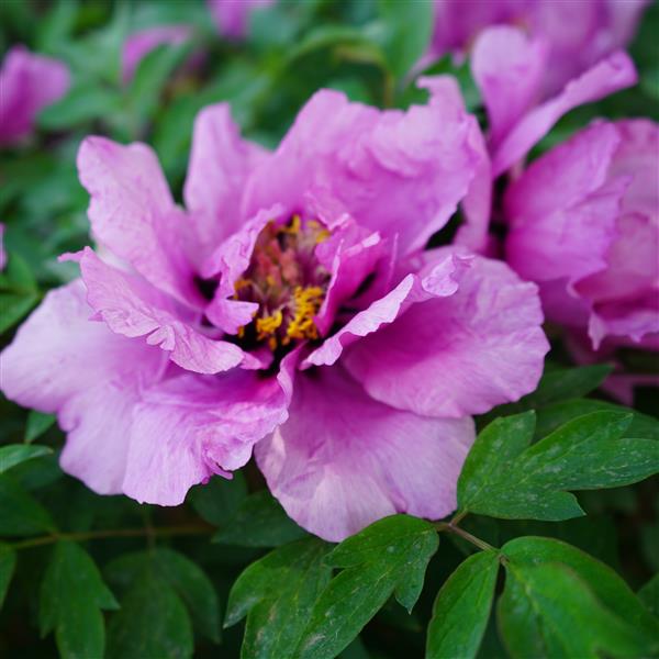 Tree Peony Root-Vintage (Jing He Lan)