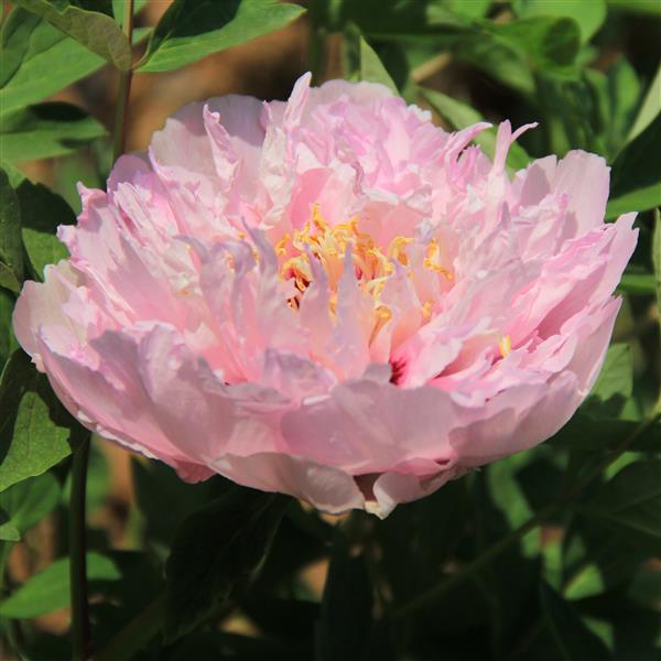 Tree Peony Root-Heavenly Pink (Jin Ju Fei)