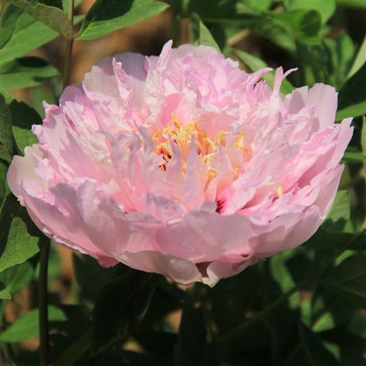 Tree Peony Root-Heavenly Pink (Jin Ju Fei)