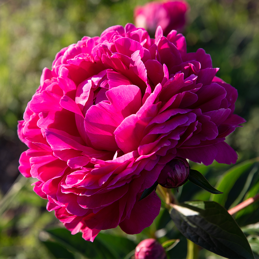 Peony Print--Magenta 5"x5"