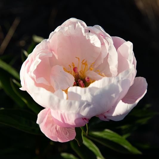 Peony Root-Lady Alexandra Duff