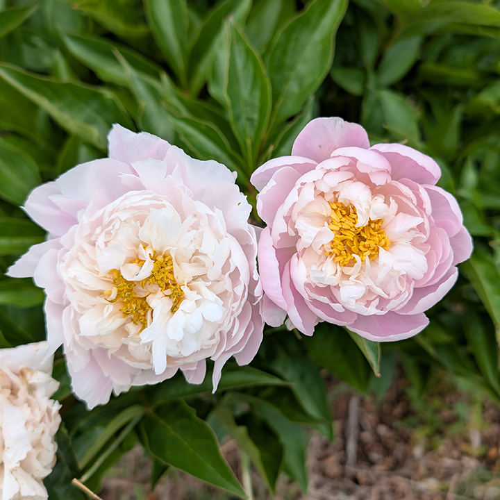 Peony Root-Lady Alexandra Duff
