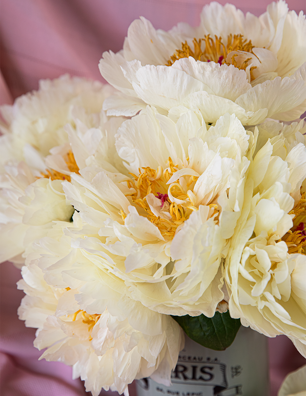 Peony Root-Lemon Chiffon