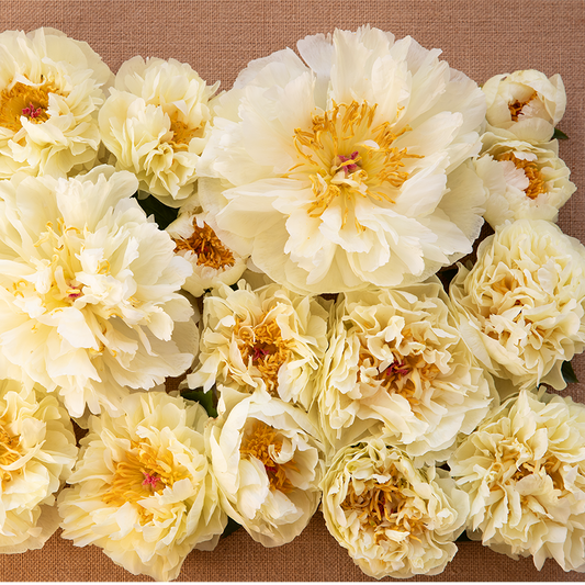 Peony Root-Lemon Chiffon